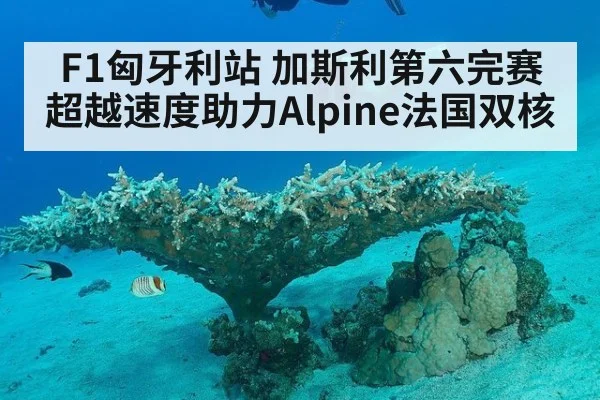 F1匈牙利站 加斯利第六完赛 超越速度助力Alpine法国双核